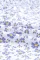 淡紫可爱花卉印花抽褶荷叶边V领短袖上衣
