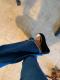 Black Distressed Bell Bottom Denim Pants