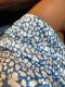 Blue V-Neck Half Sleeve Leopard Casual T Shirt Dress with Pockets